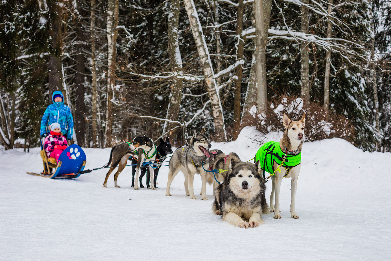 Husky dogs are pulling sledge with family at winter forest