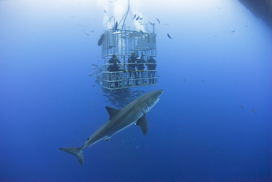Great white shark in front of a diving cage with scuba divers